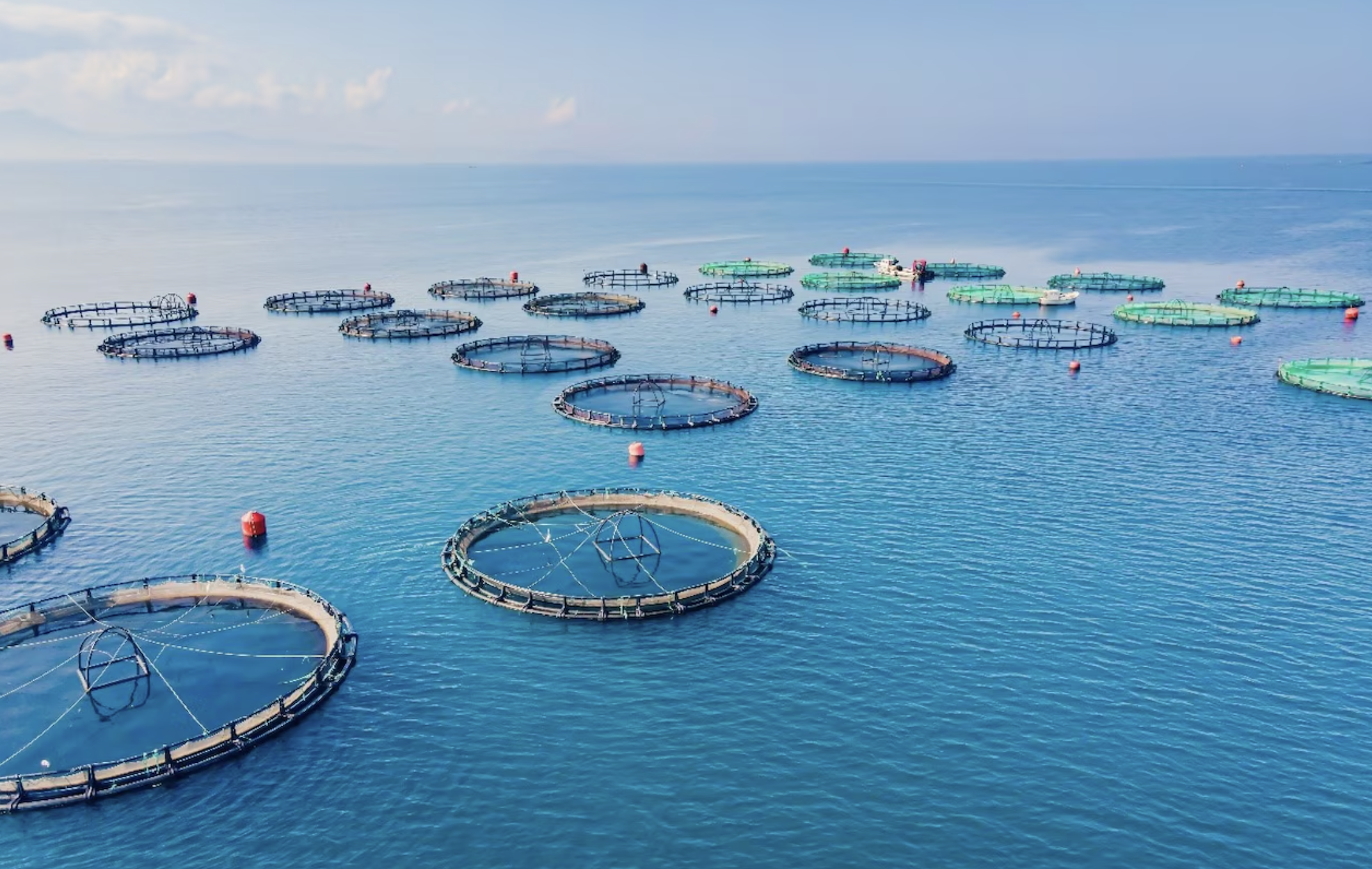 Perspectivas mundiales de la acuicultura 2025